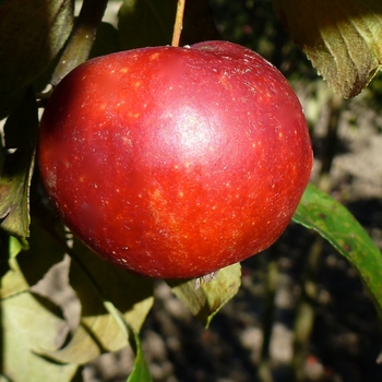 Malus 'Rosybrook' 