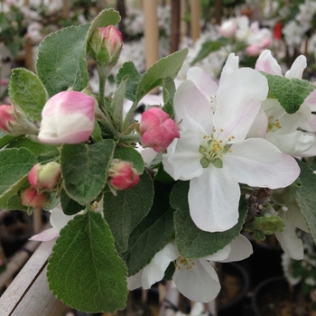 Malus 'Melba'