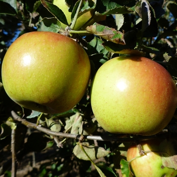 Malus domestica 'Jonagold' 