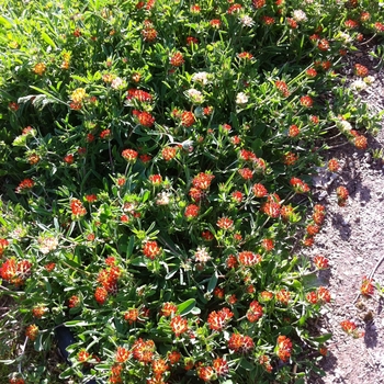 Anthyllis vulneraria ssp. coccinea 