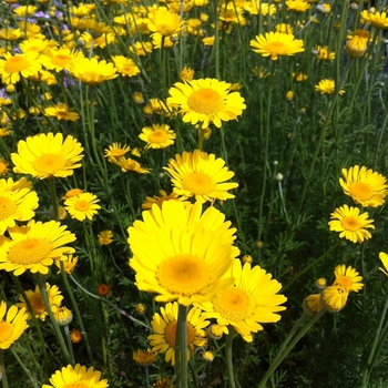 Anthemis tinctoria 'Kelwayi'