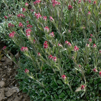 Antennaria dioica 'Rubra'