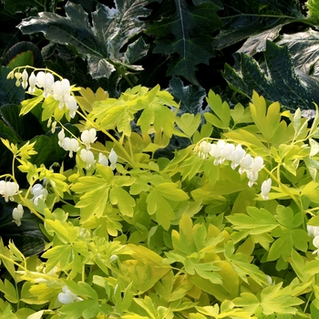 Dicentra spectabilis 'White Gold'