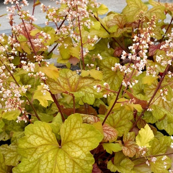 Heuchera 'Champagne' PP27567