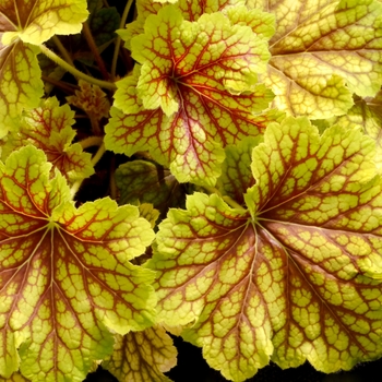 Heuchera 'Red Lightning'