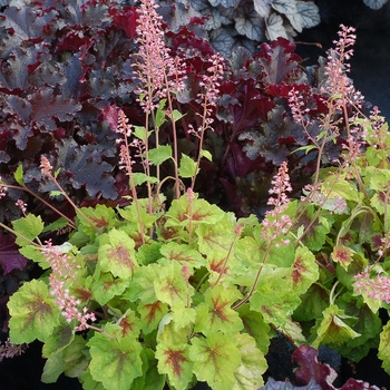 Heucherella 'Hot Spot'