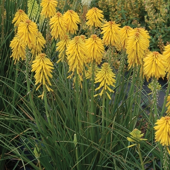 Kniphofia 'Banana' PP27617