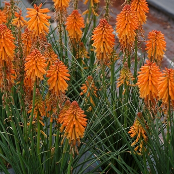 Kniphofia 'Orange' 