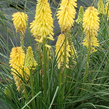 Kniphofia Poco™ 'Yellow'