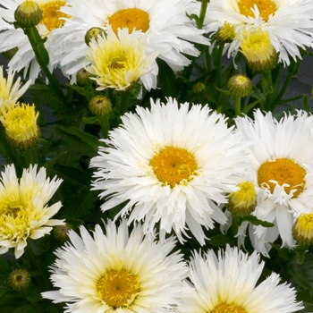 Leucanthemum x superbum 'Belgian Lace'