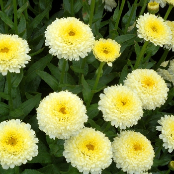 Leucanthemum x superbum 'Luna'