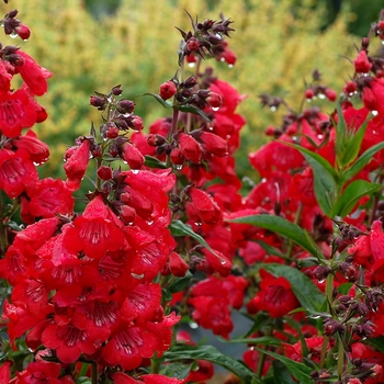 Penstemon Cha Cha™ 'Cherry'