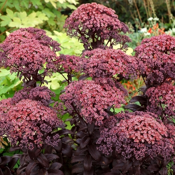 Sedum telephium 'Dark Magic'