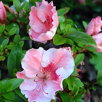 Rhododendron Robin Hill hybrid 'Hilda Niblett' 