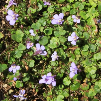 Cymbalaria aequitriloba