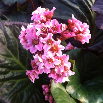 Bergenia 'Magic Giant' 