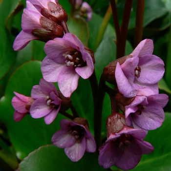 Bergenia 'Eroica' 