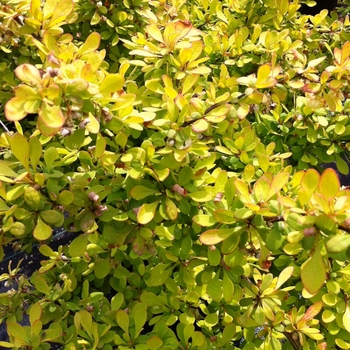 Berberis thunbergii 'Aurea Nana'