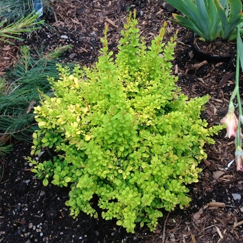 Berberis thunbergii 'Aurea Nana' 