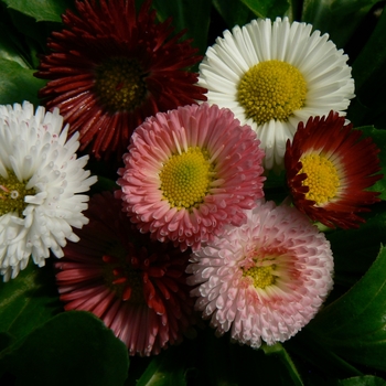 Bellis perennis 'Pomponette Mix'