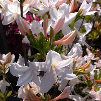 Rhododendron Northern Lights hybrid 'White Lights' 