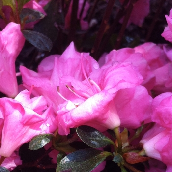 Rhododendron Gable hybrid 'Rosebud'