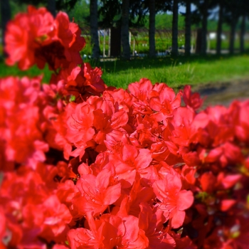 Rhododendron Kurume hybrid 'Mother's Day' 