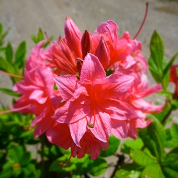 Rhododendron Exbury hybrid 'Homebush' 