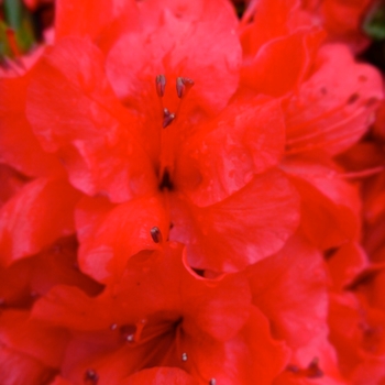 Rhododendron Girard hybrid 'Girard's Scarlet' 