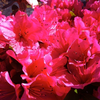 Rhododendron Girard hybrid 'Girard's Renee Michelle'