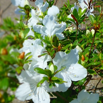 Rhododendron Girard hybrid 'Girard's Pleasant White' 