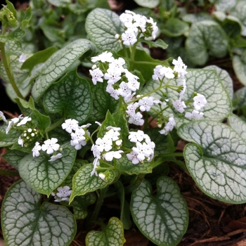 Brunnera macrophylla 'Mr. Morse' 