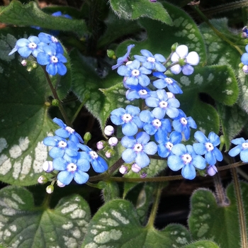 Brunnera macrophylla 'Emerald Mist' 