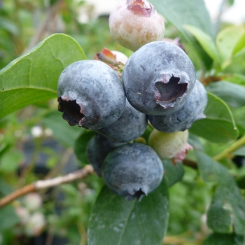 Vaccinium corymbosum 'Toro' 