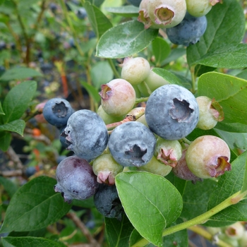 Vaccinium corymbosum 'Reka'