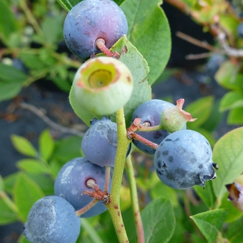 Vaccinium 'Polaris'