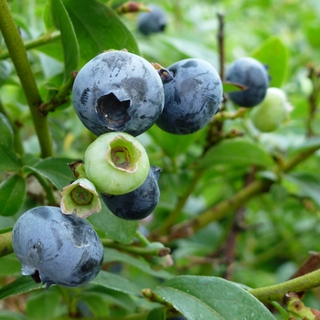 Vaccinium 'Northcountry' 