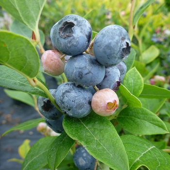 Vaccinium corymbosum 'Nelson'