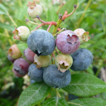 Vaccinium corymbosum 'Legacy' 