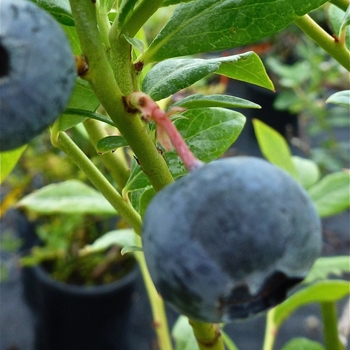 Vaccinium corymbosum 'Hardyblue' 