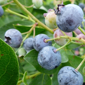 Vaccinium corymbosum 'Bluejay'