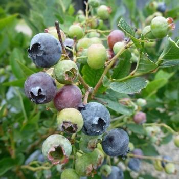 Vaccinium corymbosum 'Bluegold' 