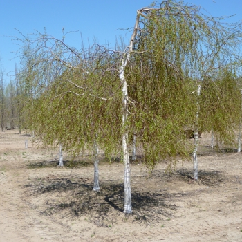 Betula pendula 'Youngii' 