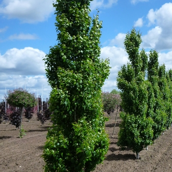 Betula pendula 'Fastigiata' 