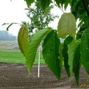 Betula alleghaniensis