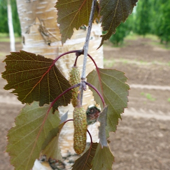 Betula 'Penci-2' 