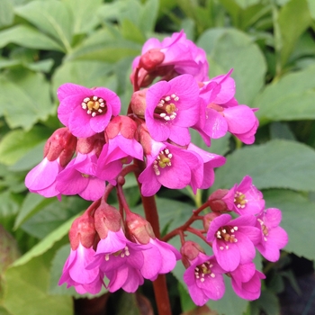 Bergenia cordifolia 'Red Bloom' 