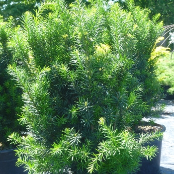 Taxus x media 'Hicksii'