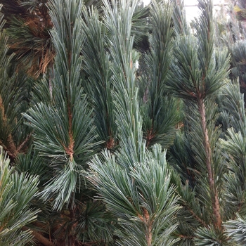 Pinus flexilis 'Vanderwolf's Pyramid'