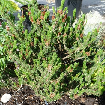 Pinus contorta 'Spaan's Dwarf'